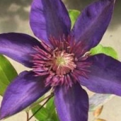 Clematis 'Arabella'