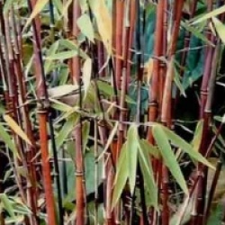 Fargesia jiuzhaigou 'Red Panda'