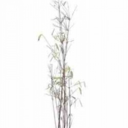 Fargesia jiuzhaigou 'Red Panda'