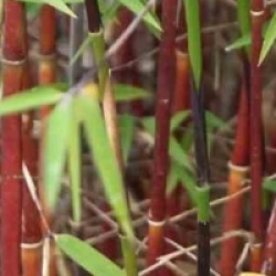 Fargesia jiuzhaigou 'Red Panda'