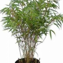 Fargesia murielae 'Rufa'