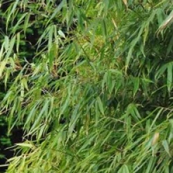 Fargesia murielae 'Rufa'