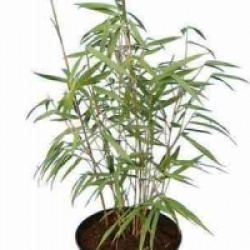 Fargesia scabrida 'Asian Wonder'