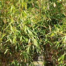 Fargesia robusta 'Pingwu' - Fargesia Pingwu