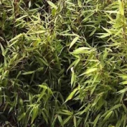 Fargesia robusta 'Pingwu'