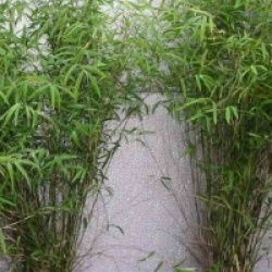 Fargesia angustissima