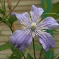 Clematis 'Arabella'