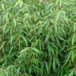 Fargesia robusta 'Campbell' - Bambou non tracant Campbell