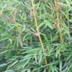 Fargesia denudata 'Xian 2'