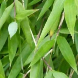 Fargesia denudata 'Xian 2'