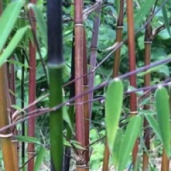 Fargesia jiuzhaigou B1