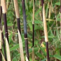 Fargesia sp. jiuzhaigou 'Deep Purple'