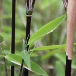 Fargesia nitida 'Black Pearl' - Fargesia Black Pearl