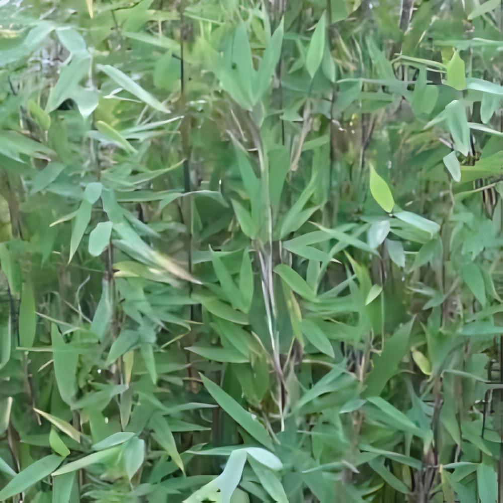 Fargesia nitida 'Gansu' - Fargesia Gansu