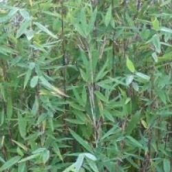 Fargesia nitida 'Gansu'