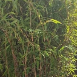 Fargesia nitida 'Volcano'