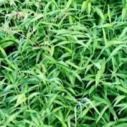 Bambou nain Sasa pumila