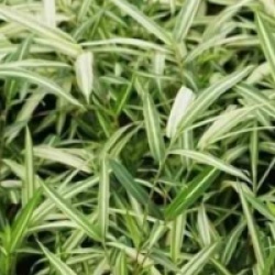 Pleioblastus shibuyanus 'Tsubo�'