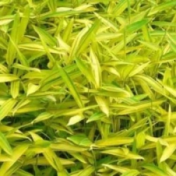 Bambou nain Auricoma / Pleioblastus viridistriatus 'Auricoma'