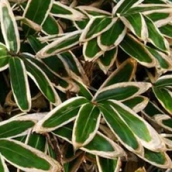 Bambou nain Sasa veitchii