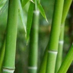 Phyllostachys bissetii