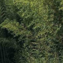 Phyllostachys bissetii