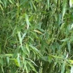 Phyllostachys bissetii