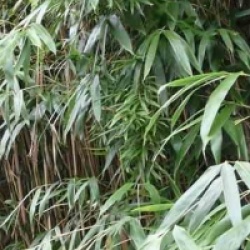 Pseudosasa japonica - Bambou fl�che