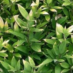 Bambou � feuilles de ruscus