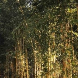 Phyllostachys aureosulcata f. aureocaulis  - Bambou moyen aureocaulis 