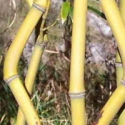Phyllostachys aureosulcata f. aureocaulis 