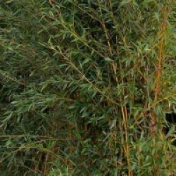 Phyllostachys aureosulcata f. aureocaulis 