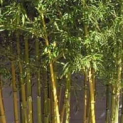 Phyllostachys aureosulcata 'Spectabilis' - Bambou moyen Spectabilis 