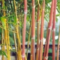 Phyllostachys aureosulcata 'Spectabilis'