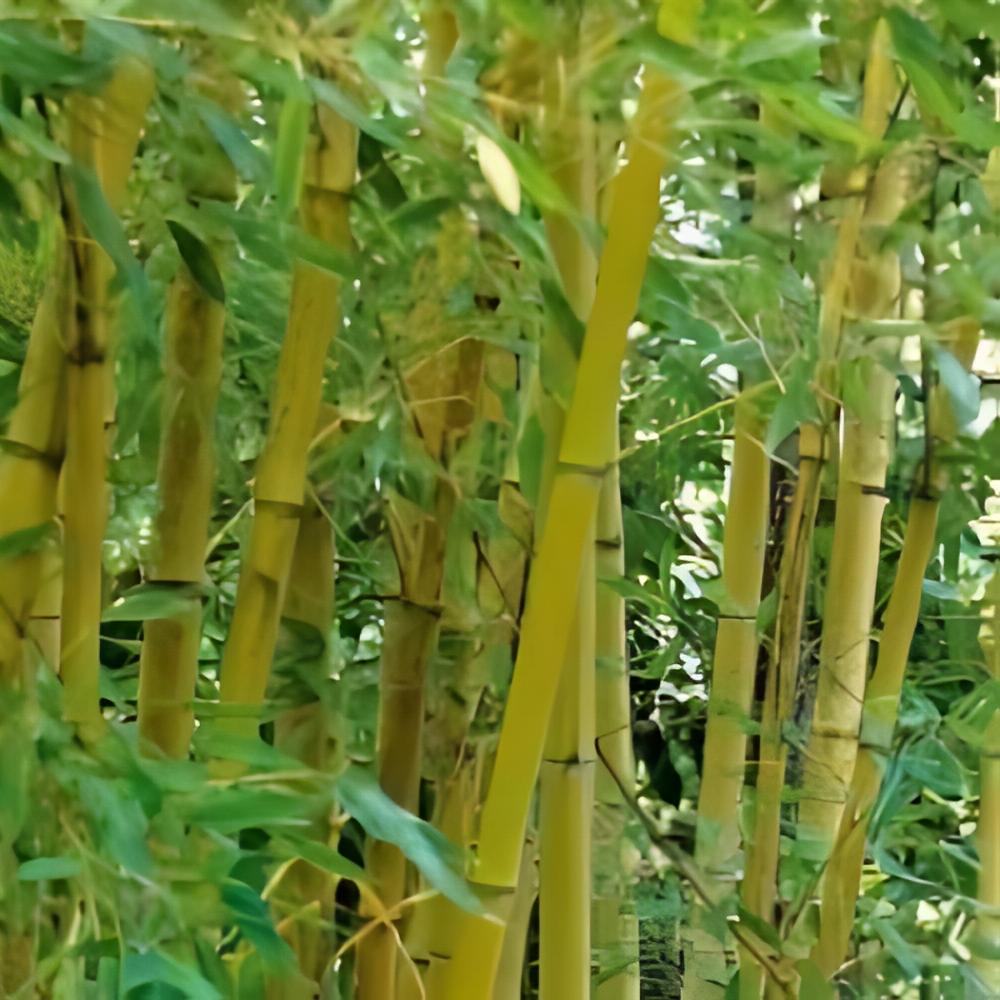 Phyllostachys aurea  - Bambou dor�