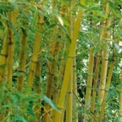 Phyllostachys aurea 
