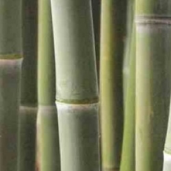 Phyllostachys atrovaginata