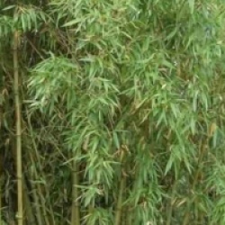 Phyllostachys atrovaginata