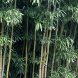 Semiarundinaria fastuosa var. viridis