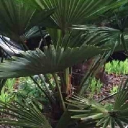 Trachycarpus wagnerianus 