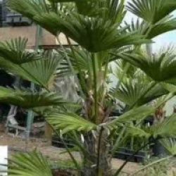 Trachycarpus wagnerianus 