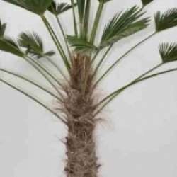 Trachycarpus wagnerianus 