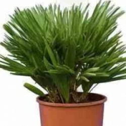 Chamaerops humilis var. cerifera