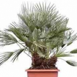 Chamaerops humilis var. cerifera