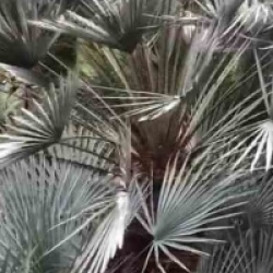 Chamaerops humilis var. cerifera