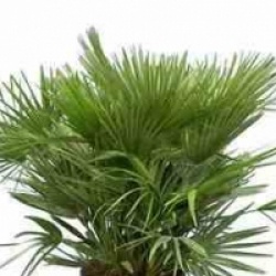 Chamaerops humilis var. vulcano