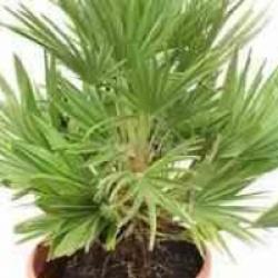 Chamaerops humilis var. vulcano