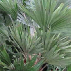 Chamaerops humilis var. vulcano