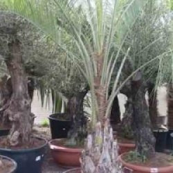 Butia capitata 