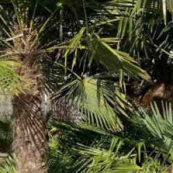 Trachycarpus fortunei